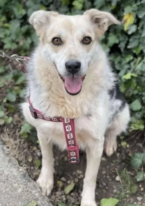 MAYA - sucht ihre Menschen (wartet in Rumänien) 