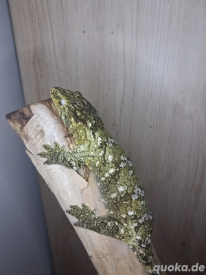 Rhacodactylus Leachianus   Neukaledonischer Riesengecko 0.1 nuu ana 