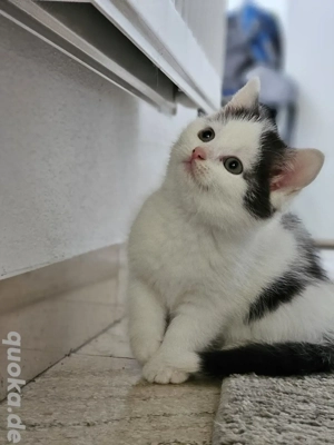  AB SOFORT! 2 Weibliche Babykatzen   Britisch Kurzhaar Mix   Suchen ein neues liebevolles Zuhause 