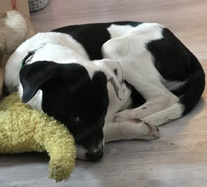 Labrador Mischlingsrüde