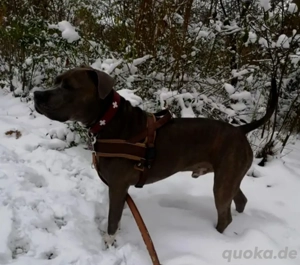 Tyson sucht ein neues Zuhause 