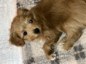 Maltipoo (Toypudel Malteser) Chihuahua Mix Welpe
