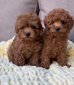  süßen Toypudelwelpen