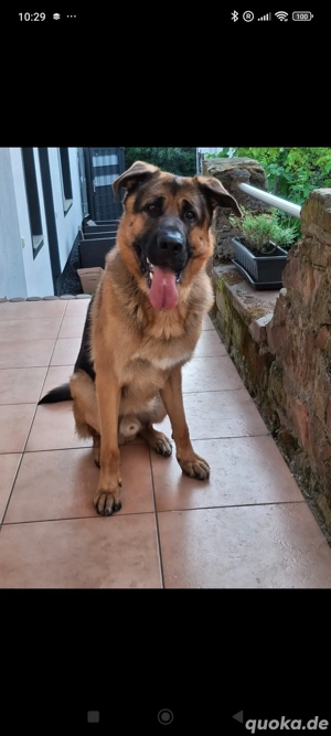 Schäferhund abzugeben