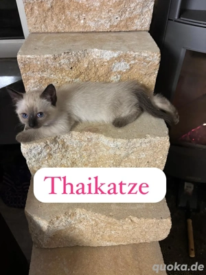 Thai katze (mädchen)