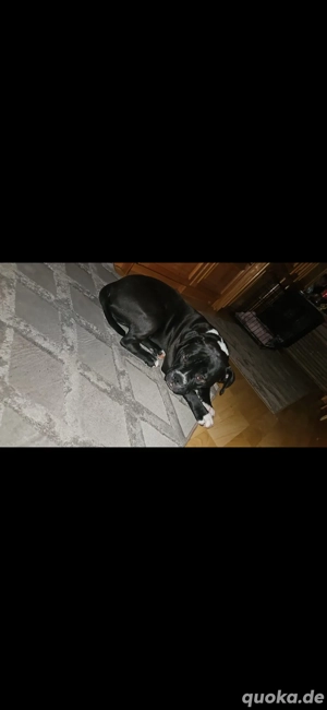 Hündin  such ein neue zu  Hause 