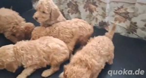 Zwergpudel Welpen 