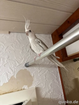 Verkauf   Zwei Nymphensittiche mit großer Voliere