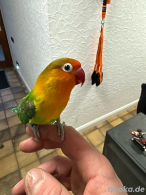 Verkauf   Paar Unzertrennliche (Agapornis) mit Voliere