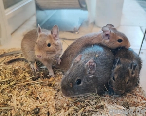 Harmonische 4er Gruppe Degu Jungs - Blau, Sand & Agouti