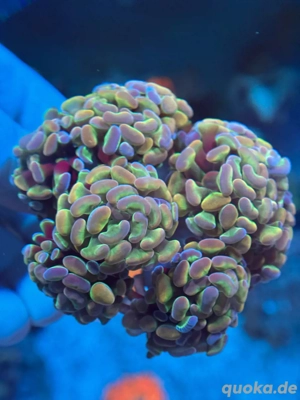 Euphyllia Paraancora Hologram
