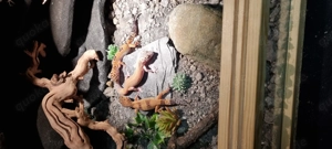 3 Leopard Geckos mit Terrarium 