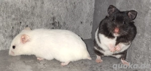 Goldhamster Jungtiere