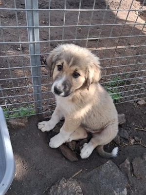 Zuhause oder Pflegestelle gesucht für Yuma