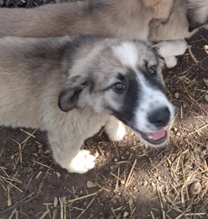 Zuhause oder Pflegestelle gesucht für Yaron