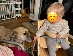 Findus   Mischling, Mischlingshund, Rüde 3 Jahre auf Pflegestelle in 64372 sucht seine Familie