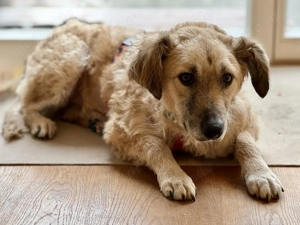 Findus   Mischling, Mischlingshund, Rüde 3 Jahre auf Pflegestelle in 64372 sucht seine Familie