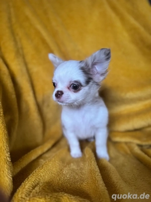 Wunderschöner Chihuahua Bub