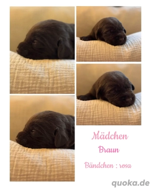 Labrador Welpen 
