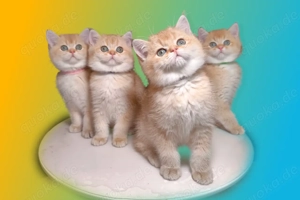 BKH Kitten in Black Golden(mit Stammbaum) zu Weihnachten auszugsbereit!