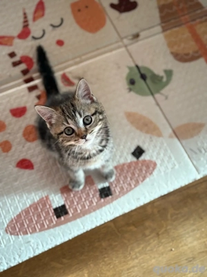 BKH Britisch Kurzhaar Kater Kitten