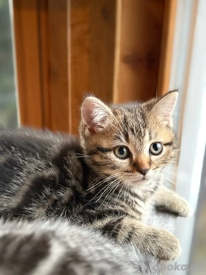 BKH Britisch Kurzhaar Kitten letzter Kater