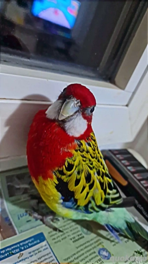 Eastern Rosella
