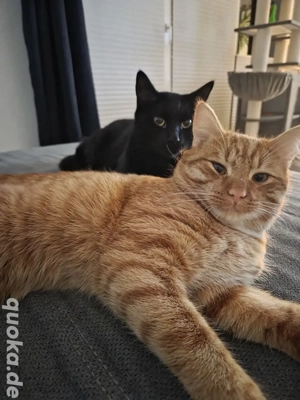 Simba sucht ein für immer Zuhause 