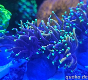 Euphyllia paradivisa und glabrescens zu Verkaufen 