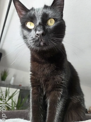 Taiger sucht sein für immer zuhause 