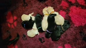 Reinrassige Labradorwelpen 