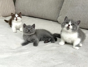 Liebevolle Britisch Kurzhaar Kätzchen   3 Monate, zutraulich & startklar fürs neue Zuhause