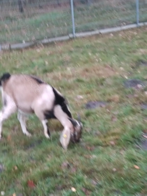 Ziegenbock anglo nubier