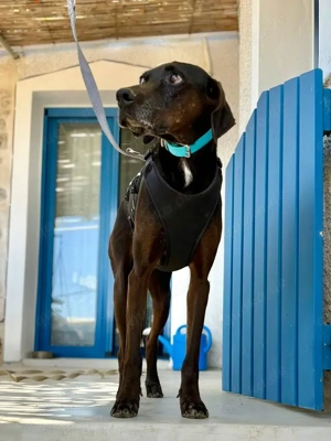 Czarny, hübscher Rüde, ca. 9 Jahre, ca. 55 cm, ca. 23 kg *Tierschutz*