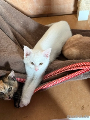 Katzenbaby weiblich 