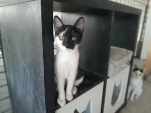 Kalina, ausgeglichene Schmusebacke, ca. 6 Monate *Tierschutz*