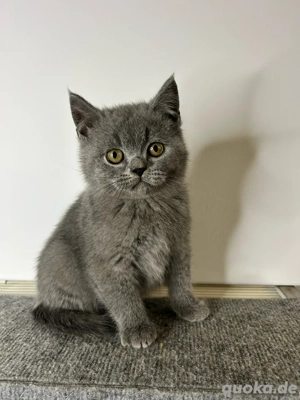 Bkh Kitten mit Stammbaum Austugsbereit