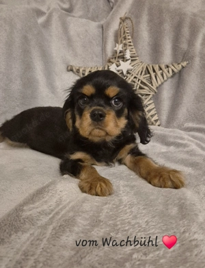 Wunderschöner Cavalier King Charles Spaniel Bube aus seriöser Zucht mit Ahnentafel 