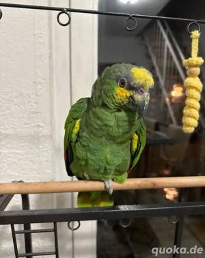 Blaustirnamazone mit Zubehör abzugeben - sehr lieb & zutraulich