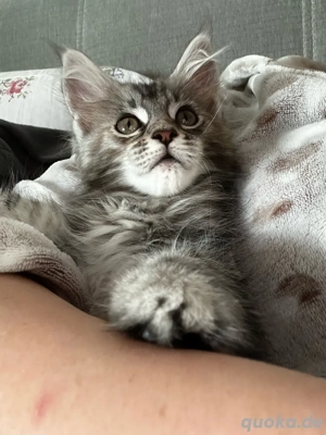 Wunderschöne Maine Coon Kätzchen Mädchen bereit für ihr neues Zuhause!