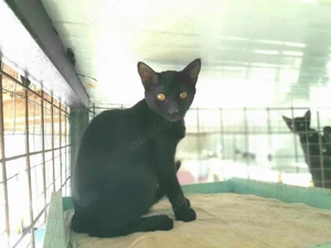 Milan, unkomplizierter Schmusepanther, ca. 7 Monate *Tierschutz*