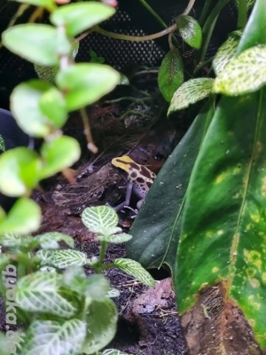 0.1 D. Tinctorius Patricia