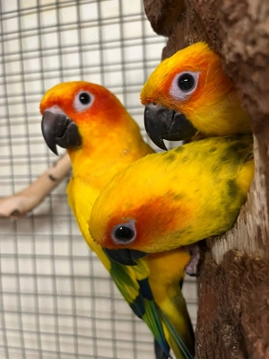 Vögel Sonnensittiche 
