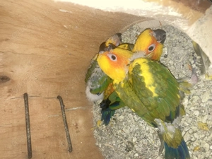 Vögel Sonnensittiche  Bild 6