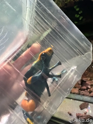 Dendrobates Tinctorius tumucumaque Bild 2