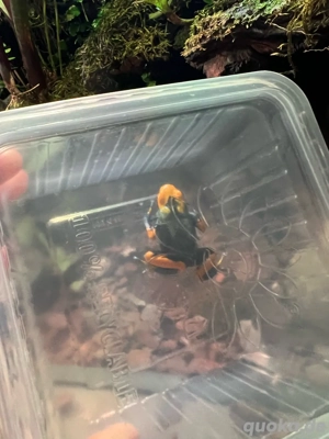 Dendrobates Tinctorius tumucumaque Bild 4