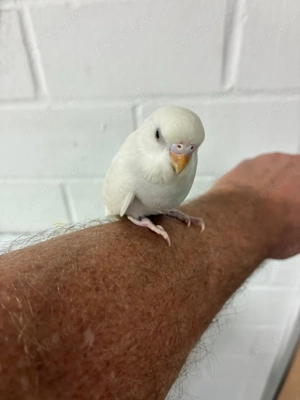 Junges Albino Wellensittich Weibchen fast Handzahm zu verkaufen 