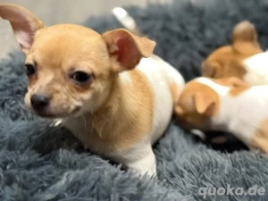 Zuckersüßer Chihuahua Rüde