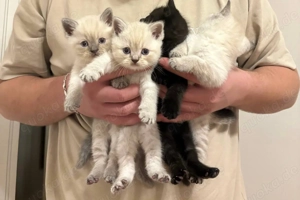 Verkaufe niedliche Kätzchen.