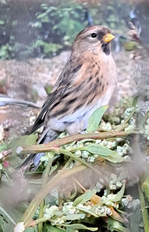 Birkenzeisige Cabaret   Flammea